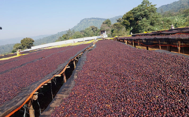 Ethiopia Yirgacheffe 1 Natural Pineapple - 41107 - 30.0 kg Ecotact Bags - SPOT SHANGHAI