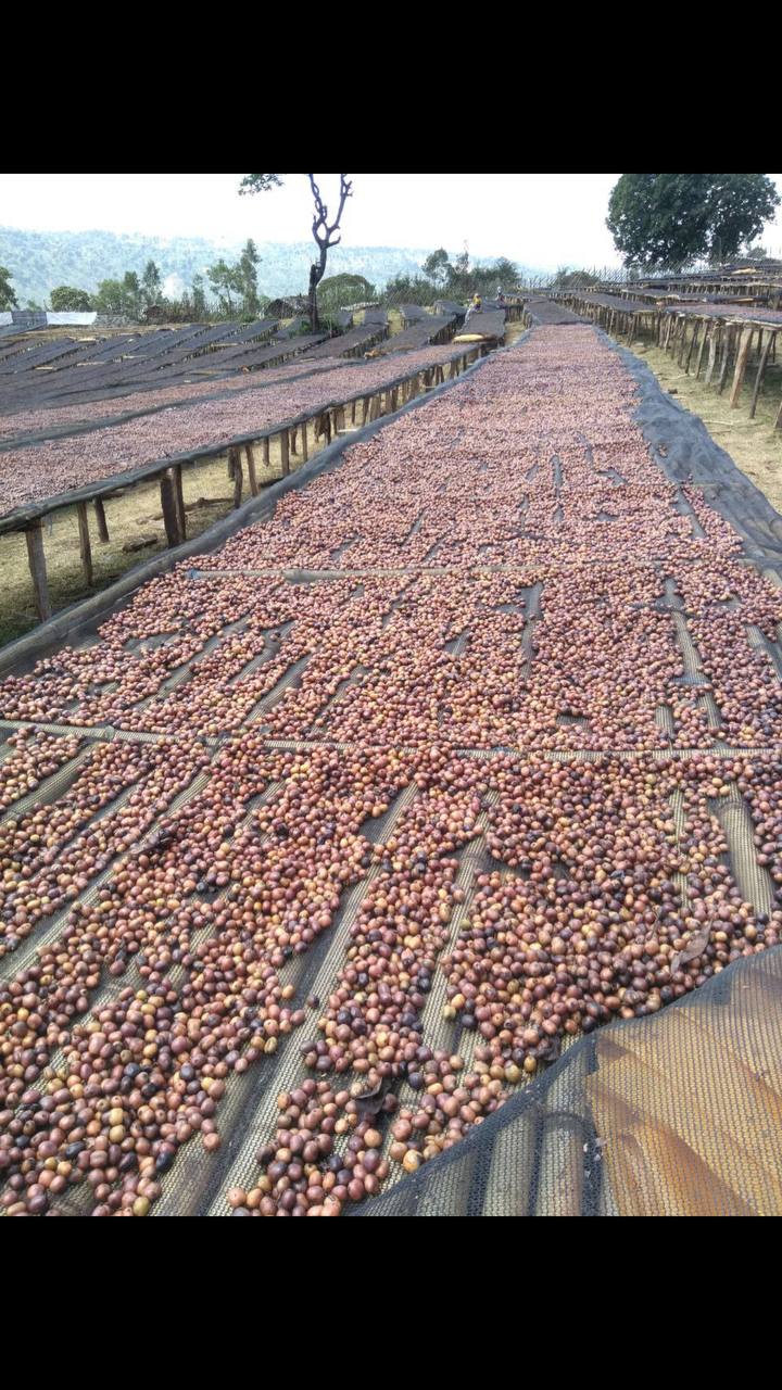Ethiopia Guji 5 Natural Hambela - 41839 - Ecotact Bags - ETA: Oct 06, 2026 - SHANGHAI