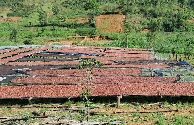 Burundi Kayanza Butanyerera Natural Grade 1 - 39353-2 - Ecotact Bags - SPOT COMIDWEST