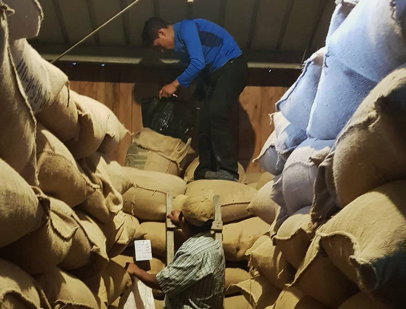 Panama Highlands Caturra Catuai SHB - 37377-1 - GrainPro Bags - SPOT COMIDWEST