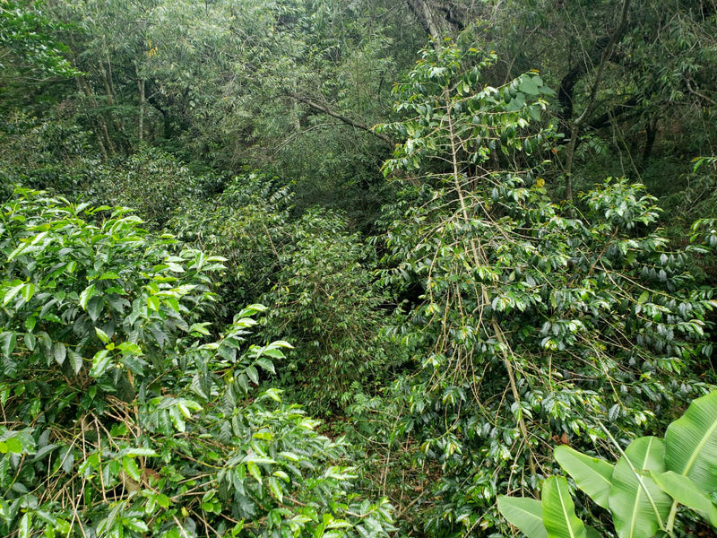 Mexico Oaxaca Pluma Santiago Yaitepec - *50579* - 25013 - GrainPro Bags - SPOT RCWHSE