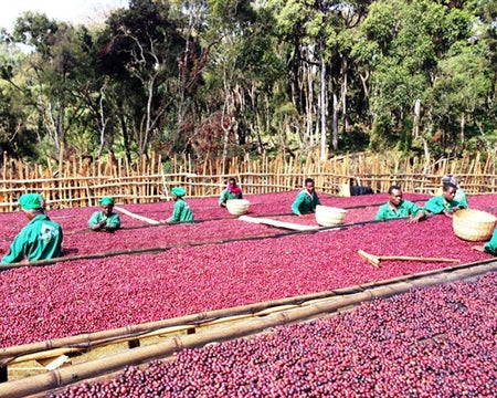 Ethiopia Guji Hambela 1 Natural Alaka - Lot 301 - 37163 - GrainPro Bags - SPOT SHANGHAI