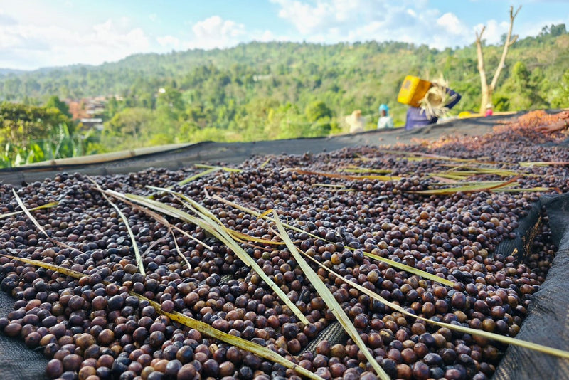 Ethiopia Yirgacheffe 1 Natural Lemongrass - 40314 - 30.0 kg Ecotact Bags - SPOT SHANGHAI