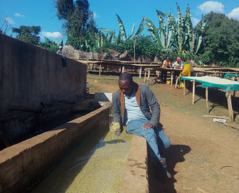 Ethiopia Yirgacheffe Gedeb 1 Washed Daniel Mijane Banko Gotiti - 29636 - GrainPro Bags - SPOT RCWHSE
