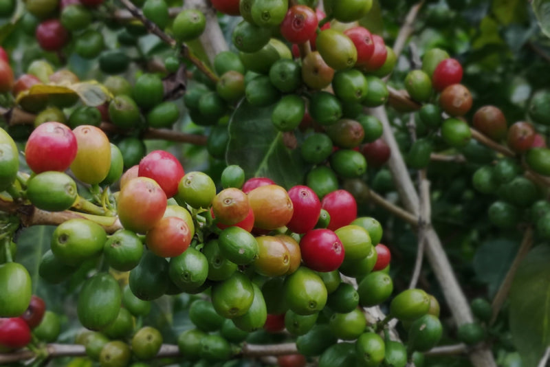 Kenya Nyeri Gakuyu Ndimaini AA - 13SM0040 - 40368 - GrainPro Bags - SPOT RCWHSE