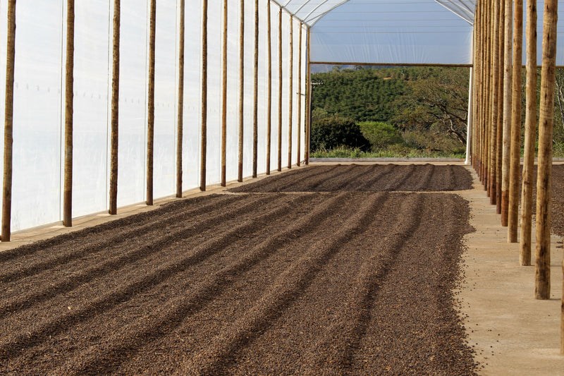 BRAZIL ORGANIC NATURAL 15+ - 42538 - Videplast Bags - December 2026 Shipment - RCWHSE