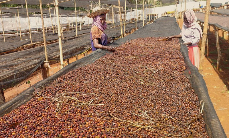 Crown Jewel Ethiopia Anaerobic Natural Lemongrass Co-ferment Banko Chelchele - 40655-1 - SPOT RCWHSE