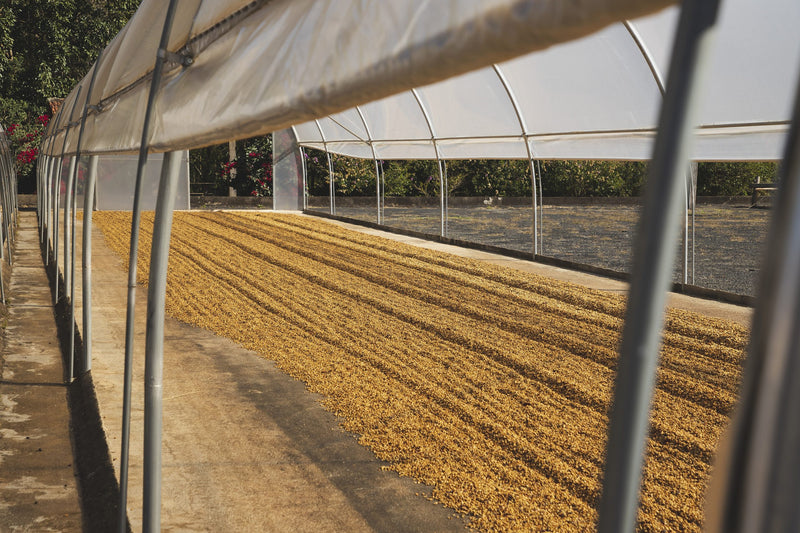 Brazil Fazenda Cachoeira da Grama Pulped Natural 2/3 15+ - 40401 - Videplast Bags - ETA: Dec 11, 2026 - RCWHSE