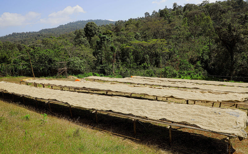 ETHIOPIA SIDAMA 2 WASHED ORGANIC BOMBE - 39498 - GrainPro Bags - SPOT RCWHSE