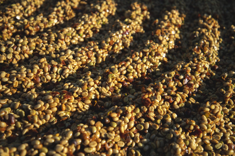 Brazil Fazenda Cachoeira da Grama Pulped Natural 2/3 15+ - 40401 - Videplast Bags - ETA: Dec 11, 2026 - RCWHSE