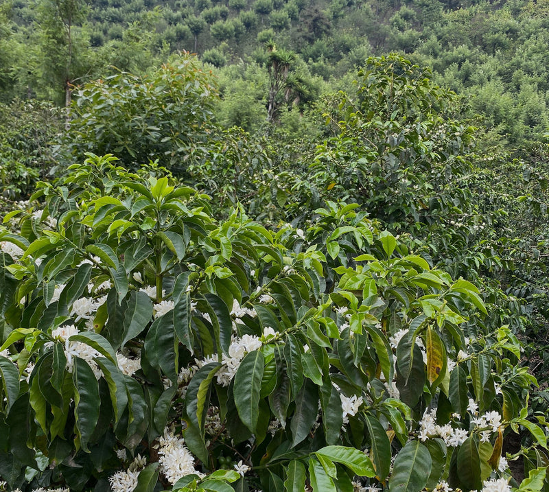 Crown Jewel Guatemala Natural Gesha 56 “Malawi” Luis Pedro Zelaya - 40076-1 - SPOT RCWHSE