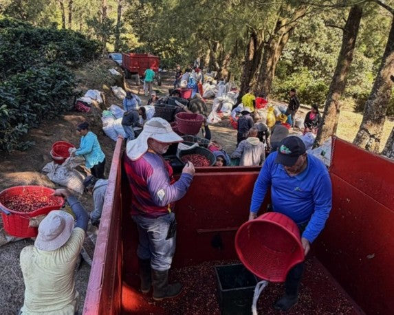 Costa Rica Hacienda La Luisa Estate Black Fire Honey - 40954 - GrainPro Bags - SPOT SHANGHAI
