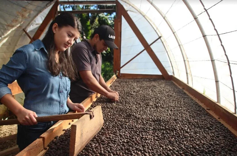ROYAL GEM HONDURAS ORGANIC CAFESMO ROY HERNANDEZ NATURAL ANAEROBIC PARAINEMA - Lot 21 - 41043-1 - SPOT RCWHSE