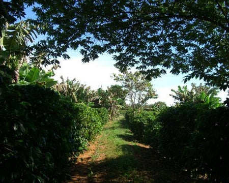 BRAZIL ORGANIC NOSSA SENHORA DE FATIMA 15+ - 40238 - Videplast Bags - SPOT RCWHSE