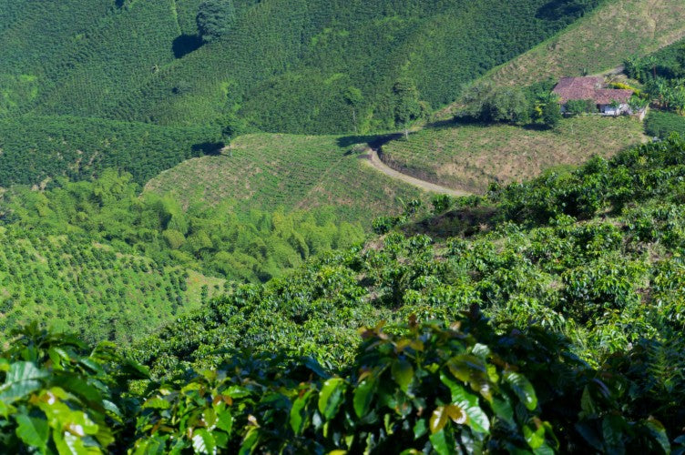 Colombia Caldas Finca El Renacer Typica Mejorado - 39964 - 20.0 kg Box/Vacuum Pack - SPOT SHANGHAI