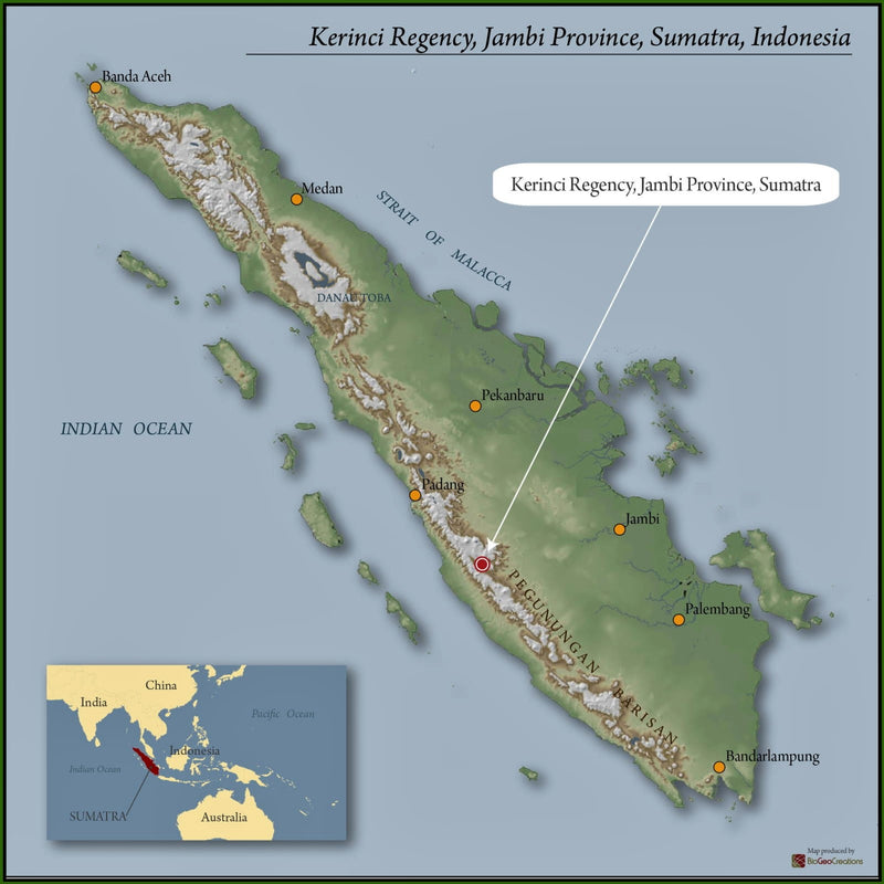 Sumatra Kerinci Gunung Tujuh Wet Hulled - 42049 - GrainPro Bags - November 2026 Shipment - RCWHSE