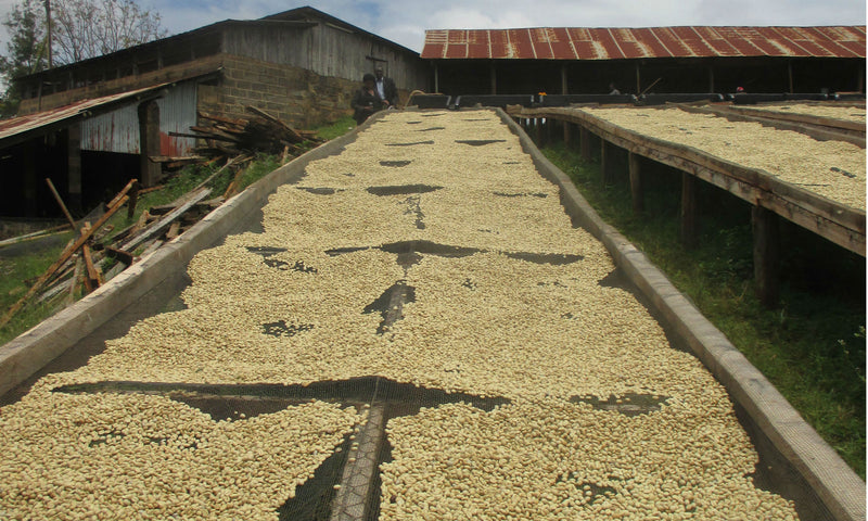 Kenya Meru Gichugene AB  - 42KE2001 - 38768-3 - GrainPro Bags - SPOT RCWHSE
