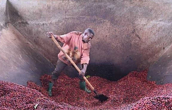 Ethiopia Yirgacheffe 1 Natural Biloya 7 Day Anaerobic - 40117 - GrainPro Bags - SPOT RCWHSE