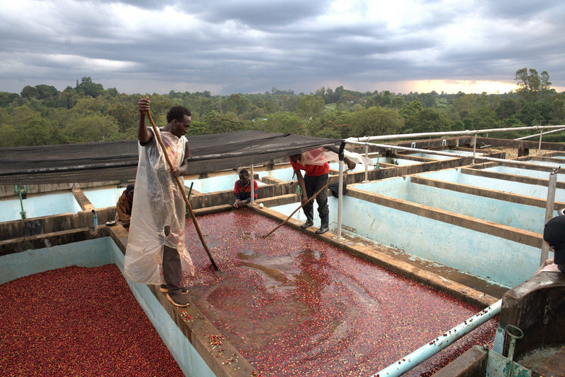Kenya Oaklands Natural - 46KF0082 - 38759 - GrainPro Bags - SPOT SEAFORTH