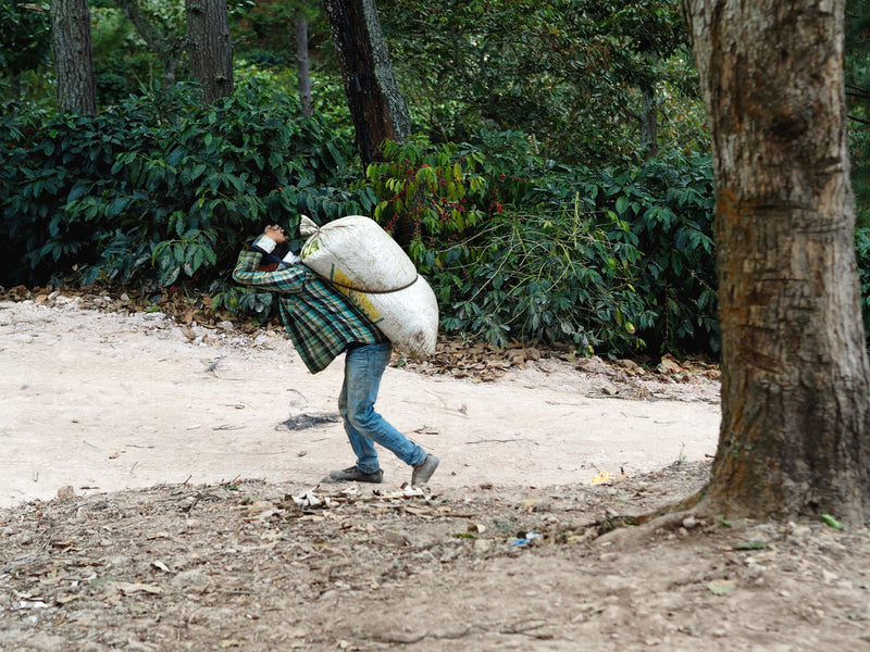 GUATEMALA ORGANIC SHB EP - 37996 - Ecotact Bags - SPOT COMIDWEST
