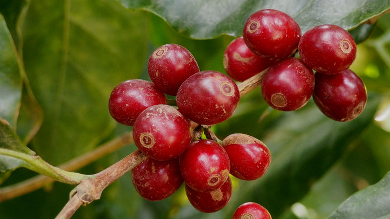 DECAF ETHIOPIA ORGANIC GUJI NATURAL ROYAL SELECT SWISS WATER PROCESS - 40241 - SPOT RCWHSE