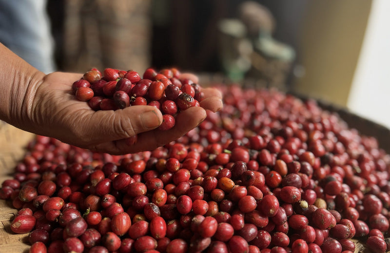 Madagascar Robusta Cherry - 38887 - GrainPro Bags - SPOT RCWHSE