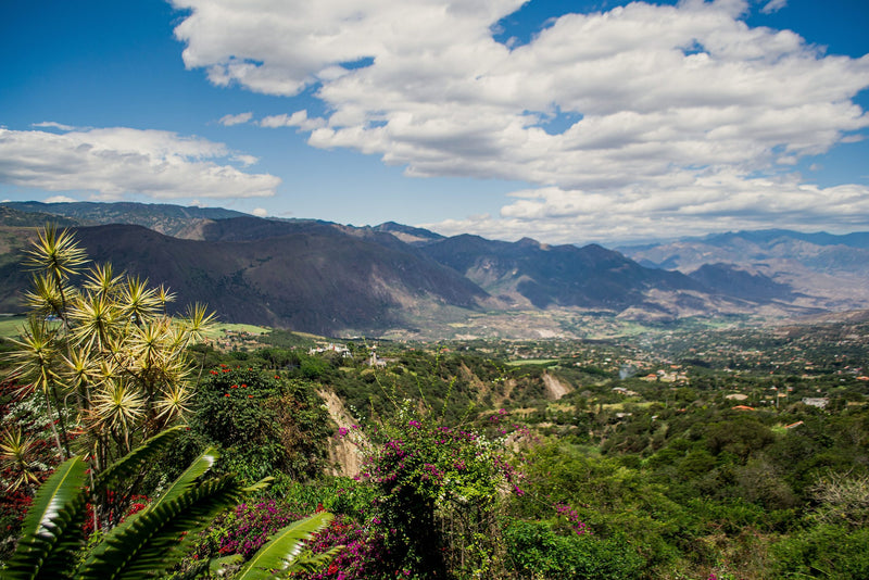 Crown Jewel Ecuador Natural Typica Mejorado Juan Peña - 40302-3 - SPOT RCWHSE