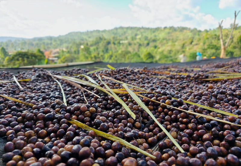 Crown Jewel Ethiopia Anaerobic Natural Lemongrass Co-ferment Banko Chelchele - 40655-1 - SPOT RCWHSE
