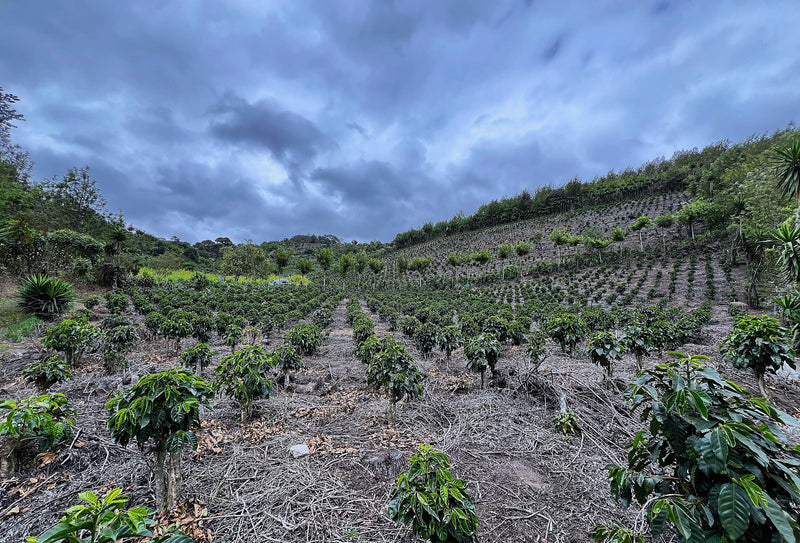 Crown Jewel Guatemala Natural Gesha 56 “Malawi” Luis Pedro Zelaya - 40076-1 - SPOT RCWHSE