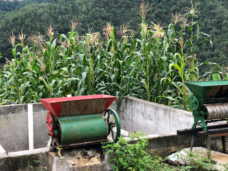 GUATEMALA ORGANIC HUEHUETENANGO ASOPCE SHB EP - 41800 - GrainPro Bags - January 2027 Shipment - RCWHSE