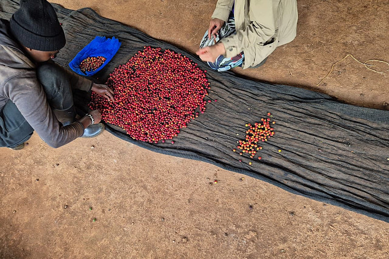 Kenya Nyeri Gakuyu Ndimaini AA - 13SM0040 - 40368 - GrainPro Bags - SPOT RCWHSE