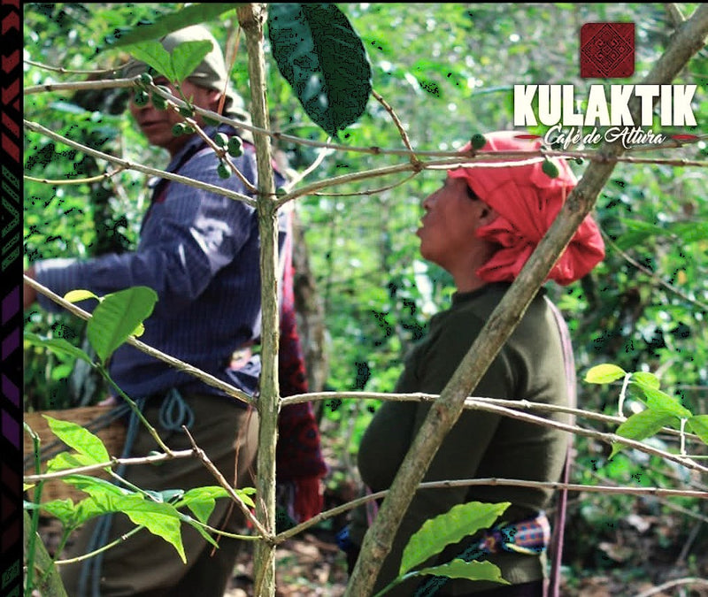 MEXICO FT-FLO ORGANIC CHIAPAS KULAKTIK - 41438 - GrainPro Bags - SPOT COMIDWEST