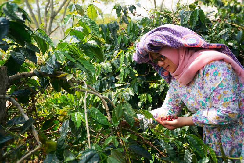 SUMATRA FT-FLO ORGANIC KOKOWAGAYO WOMEN'S COOPERATIVE GRADE 1 - 38187 - SPOT COMIDWEST