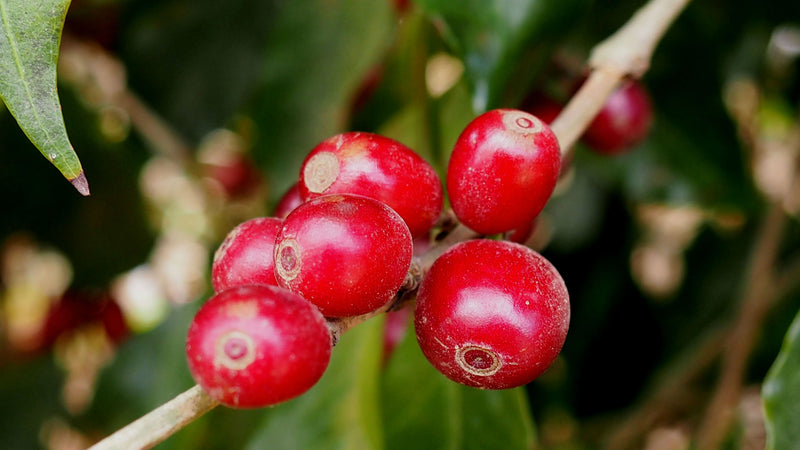 COLOMBIA ORGANIC RFA-IP SANTANDER KACHALU - *45871W* - 24563 - 69.9 kg Bags - SPOT COSEATAC