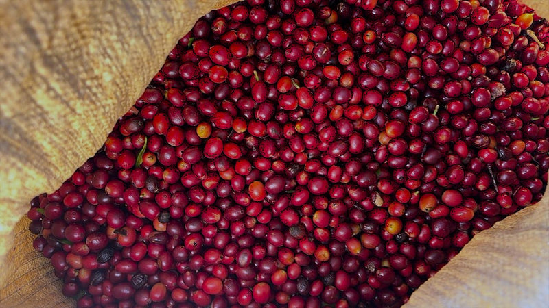 Crown Jewel Guatemala Washed Laurina José Padilla & Gonzalo Hernández - 39773-1 - SPOT RCWHSE