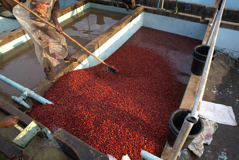 Kenya Oaklands Natural - 46KF0082 - 38759 - GrainPro Bags - SPOT SEAFORTH