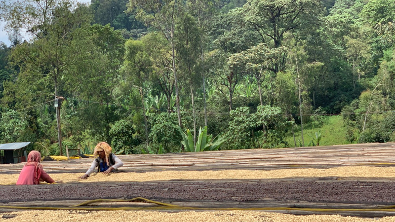 ETHIOPIA SIDAMA 2 WASHED ORGANIC BOMBE - 39376-1 - GrainPro Bags - SPOT COMIDWEST