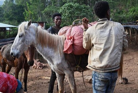 Ethiopia Yirgacheffe 1 Natural Biloya 7 Day Anaerobic - 40117 - GrainPro Bags - SPOT RCWHSE