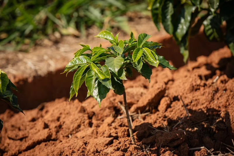 BRAZIL ORGANIC MOGIANA FAZENDA DA CABANA SS FC 15+ - 39374 - Videplast Bags - SPOT RCWHSE