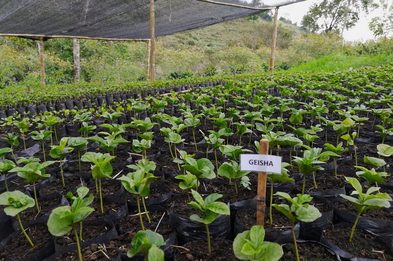 Colombia Cauca Sotara Juan Martin Gesha - 39109 - 35.1 kg GrainPro Bags - SPOT SEAFORTH