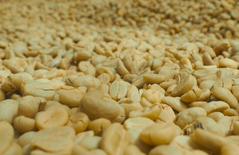 Costa Rica San Ramon Peaberry Especial - 42039 - GrainPro Bags - April 2027 Shipment - RCWHSE
