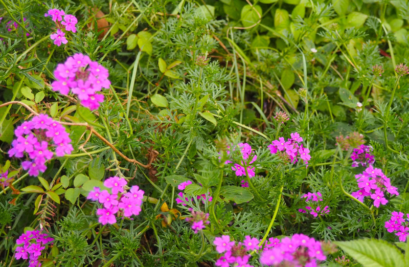 COLOMBIA FT-USA ORGANIC TOLIMA - 41225 - 69.9 kg GrainPro Bags - ETA: Oct 22, 2026 - RCWHSE