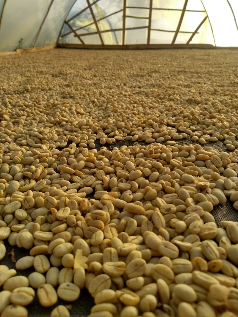 Colombia El Encanto Geisha Exotico - 40469 - 20.0 kg Box/Vacuum Pack - SPOT SHANGHAI