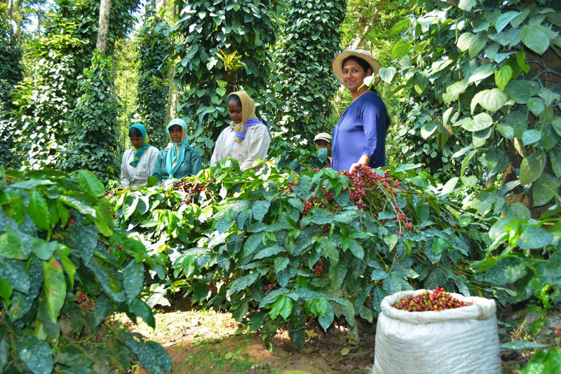 India Robusta Kaapi Royal A Sc 17 - 29275 - 60.0 kg GrainPro Bags - SPOT SHANGHAI