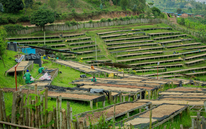 Crown Jewel Rwanda Natural Busanze Washing Station - Lot 3 - 38186-1 - SPOT RCWHSE