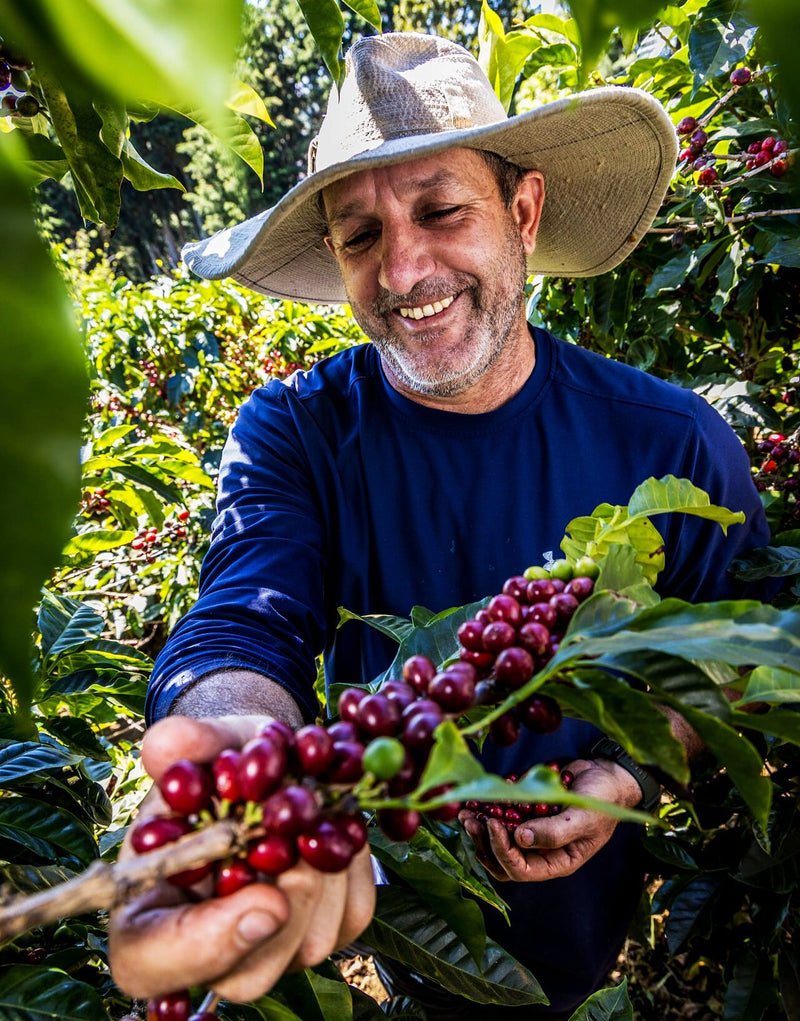 Costa Rica San Ramon Peaberry Especial - 42039 - GrainPro Bags - April 2027 Shipment - RCWHSE