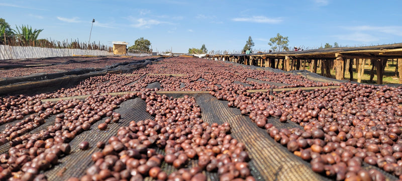 Ethiopia Guji 5 Natural Hambela - 41839 - Ecotact Bags - ETA: Oct 06, 2026 - SHANGHAI