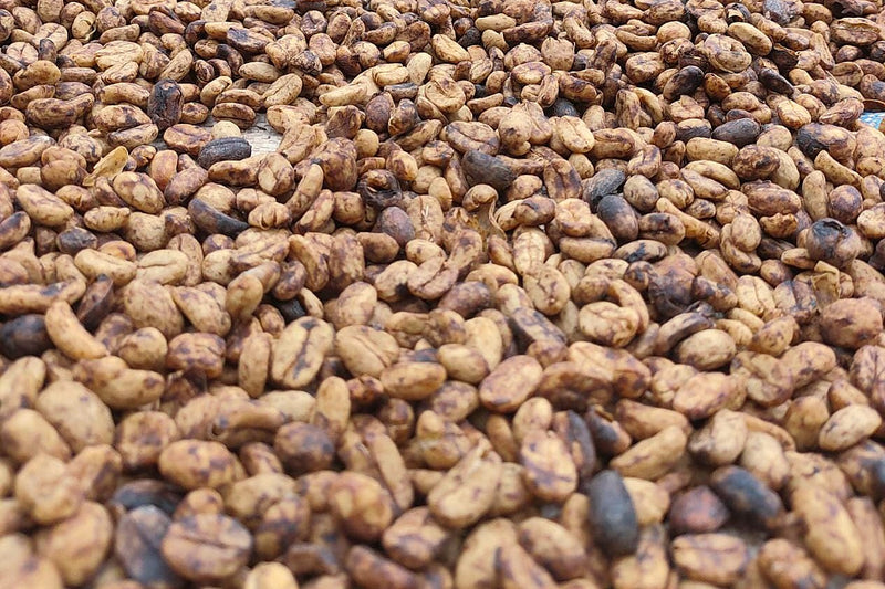 Sumatra Lake Toba Samosir Honey - 40676 - GrainPro Bags - SPOT RCWHSE