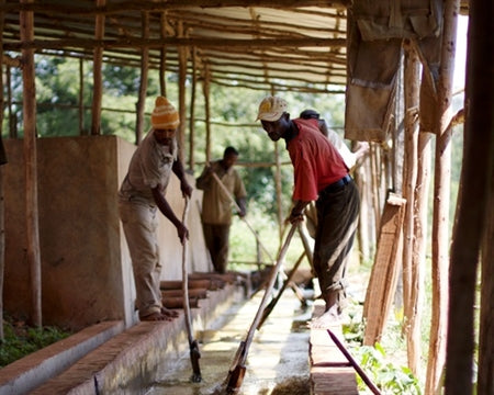 ETHIOPIA YIRGACHEFFE 1 WASHED FT-FLO ORGANIC KONGA - 37019 - GrainPro Bags - SPOT SEAFORTH