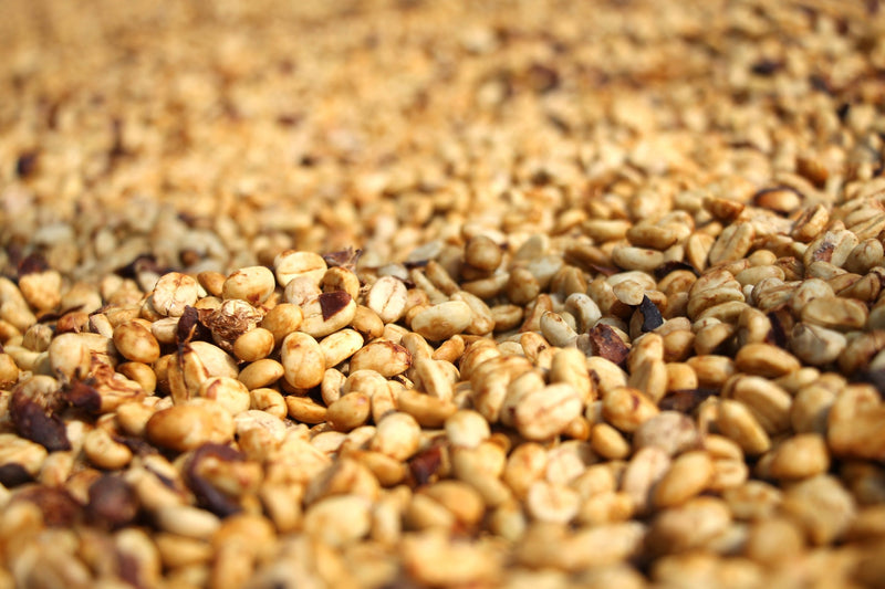 Mexico Coatepec Puente Nuevo Semi Washed Marsellesa - 40639 - 35.0 kg GrainPro Bags - SPOT SHANGHAI